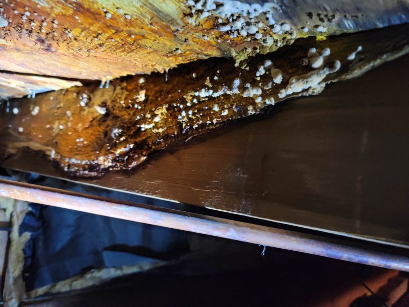 Basement Mold Removal in Jupiter, FL