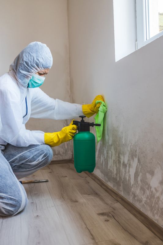 Mold Cleanup Service in Boca Raton, FL
