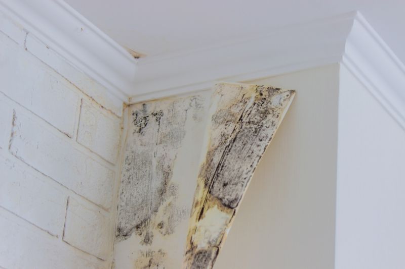 Attic Mold Remediation in Fort Worth, TX