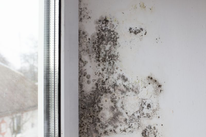 Attic Mold Removal in Fort Lauderdale, FL