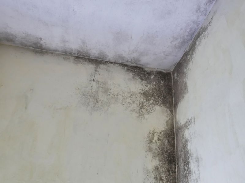 Attic Mold Removal in Broward County, FL
