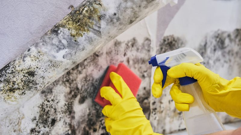 Basement Mold Remediation in West Palm Beach, FL