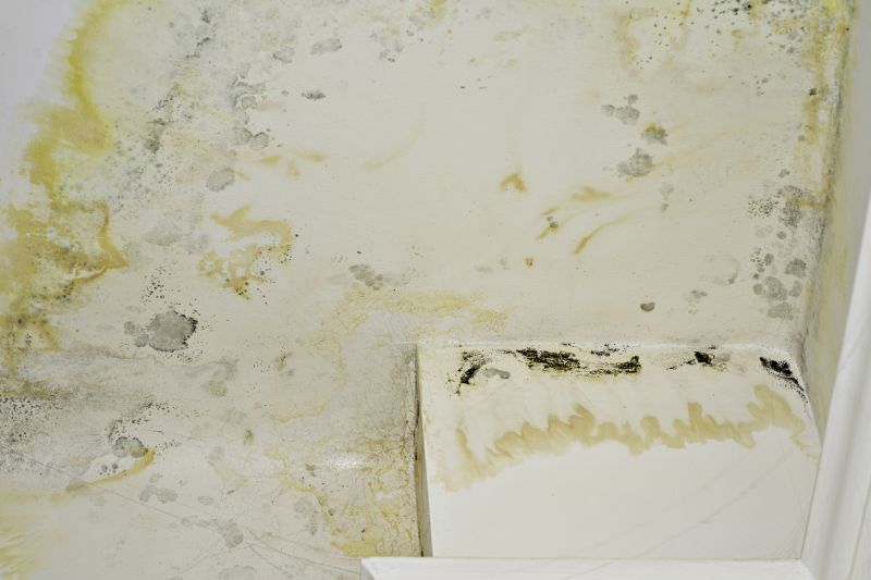 Basement Mold Removal in Jupiter, FL