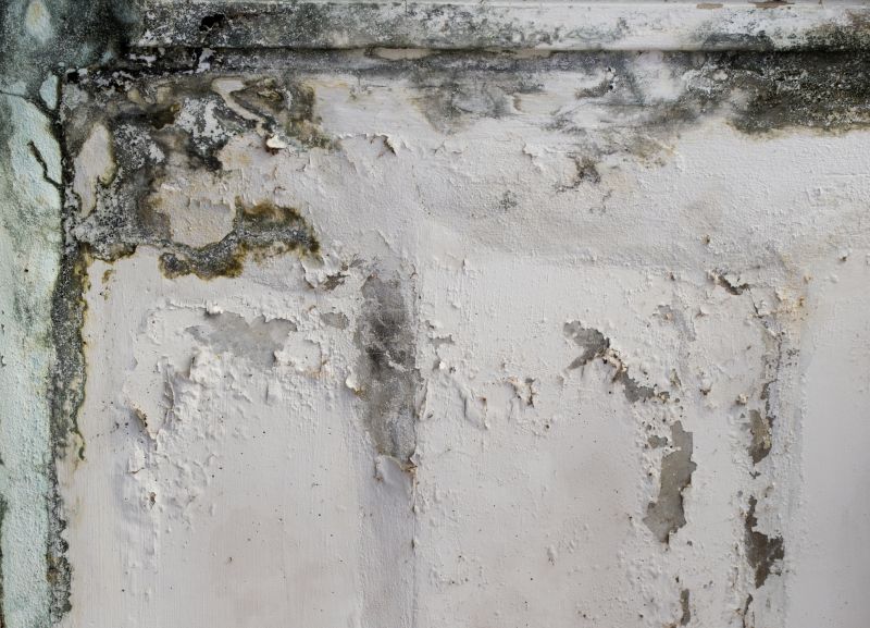 Basement Mold Removal in West Palm Beach, FL