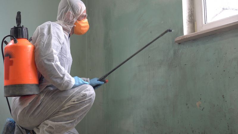 Black Mold Removal in Dallas, TX