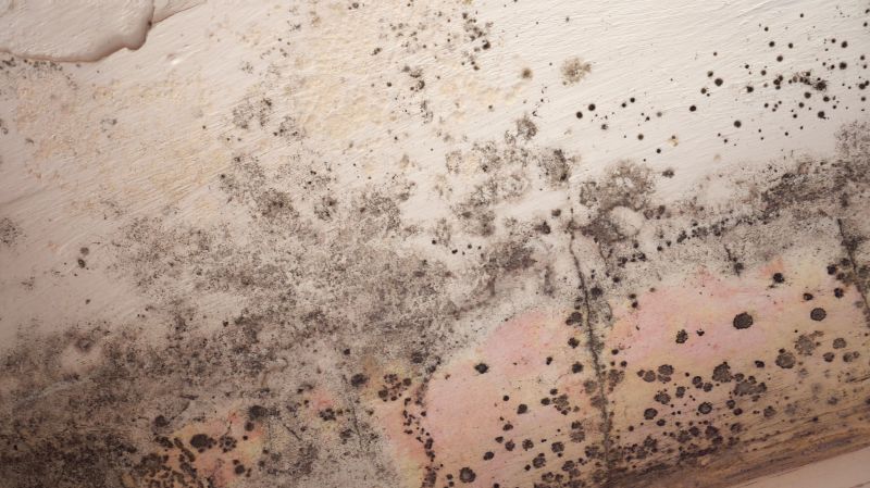 Ceiling Mold Removal in Boca Raton, FL