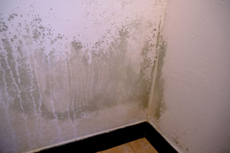 Ceiling Mold Removal in Broward County, FL