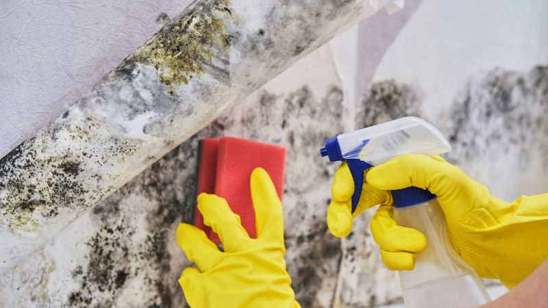 Mold Abatement Service in Fort Worth, TX