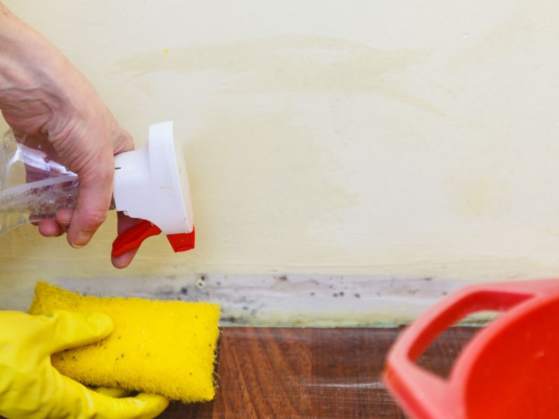 Mold Cleanup Service in Boca Raton, FL