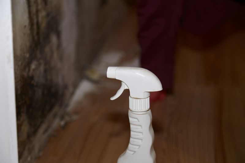 Mold Cleanup Service in Jupiter, FL