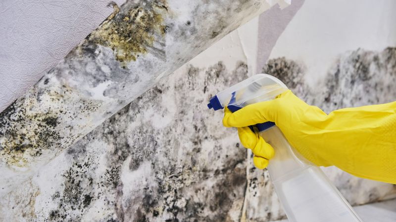 Mold Control in Plano, TX