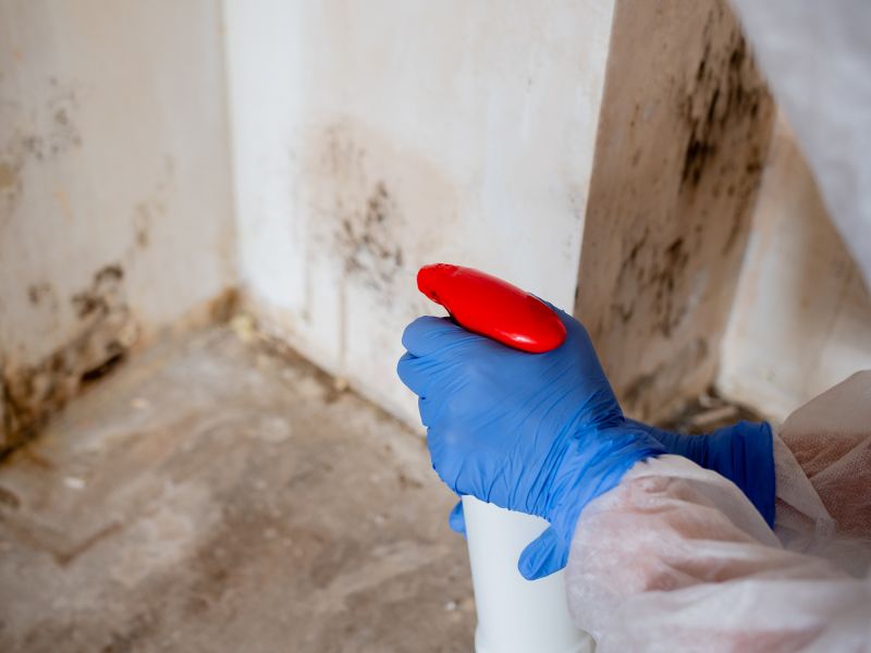 Mold Mitigation Service in Broward County, FL