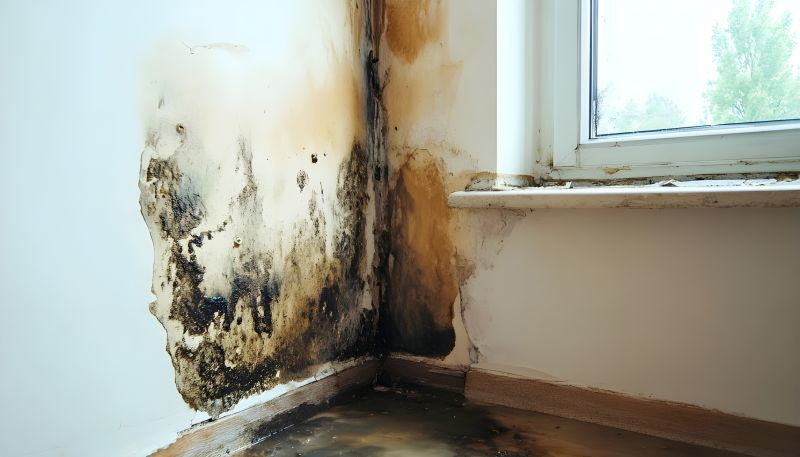 Mold Removal in Frisco, TX