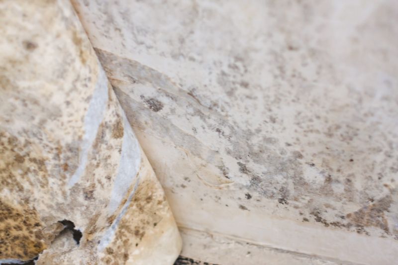 White Mold Mitigation in West Palm Beach, FL