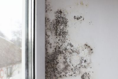 White Mold Mitigation in Fort Worth, TX